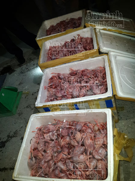Phát hiện 3.000 con chim cút ướp lạnh đang bốc mùi ảnh 3