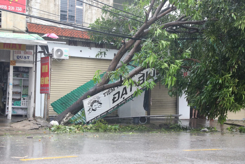 Hơn một nửa cây xanh đô thị ở TP.Vinh (cũ) Nghệ An bị gãy, đổ