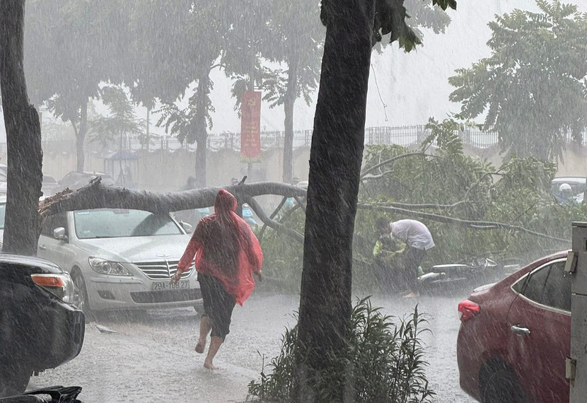 Cây xanh bật gốc trên đường Lê Trọng Tấn Cây xanh bật gốc trên đường Lê Trọng Tấn