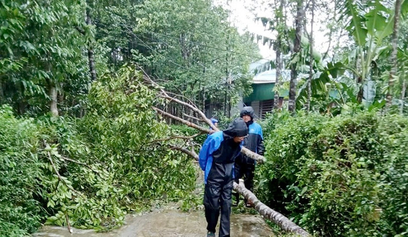 23.500 cây dó trầm trên địa bàn xã Phúc Trạch, Hà Tĩnh bị thiệt hại