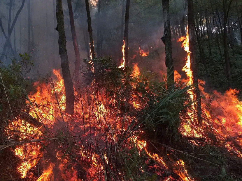 Cháy rừng do sét đánh