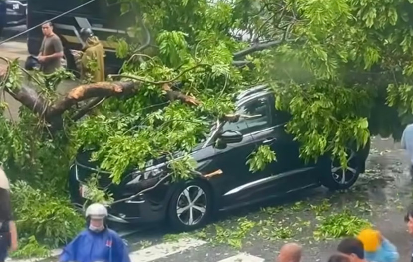 Một chiếc xe ô tô khác cũng bị cành cây lớn đè trúng