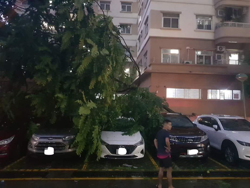 Cây đổ trúng nhiều ô tô tại Hà Nội