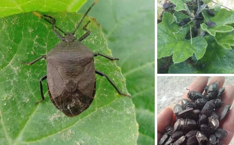 Bọ xít đen trên cây bí Bọ xít đen trên cây bí