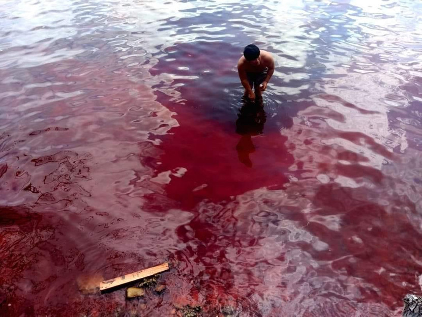 Hiện tượng thủy triều đỏ trên diện tích mặt nước biển rộng gần 1.000m² Hiện tượng thủy triều đỏ trên diện tích mặt nước biển rộng gần 1.000m²