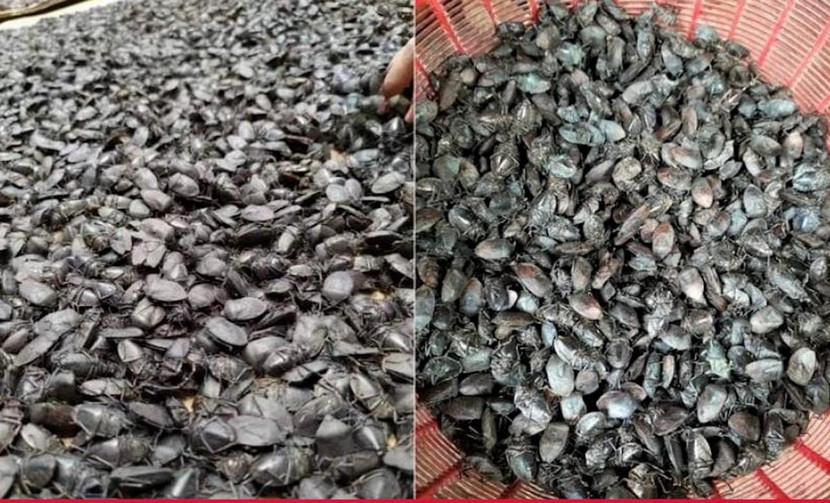 Cảnh giác với hiện tượng thu mua bọ xít đen Cảnh giác với hiện tượng thu mua bọ xít đen