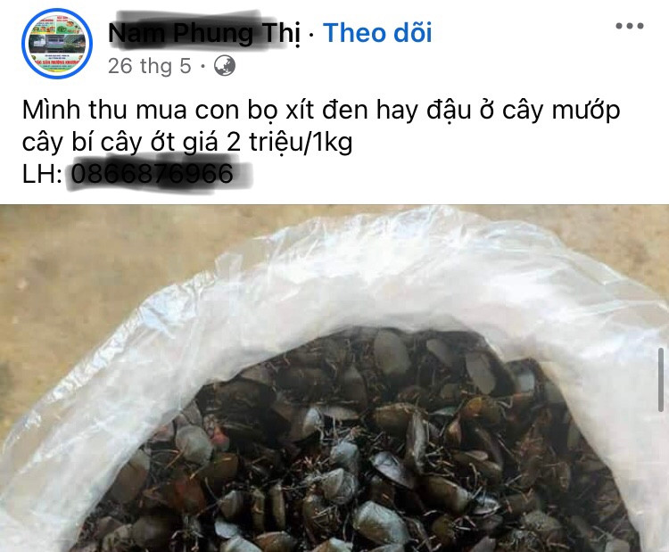 Quảng cáo thu mua bọ xít trên mạng Quảng cáo thu mua bọ xít trên mạng