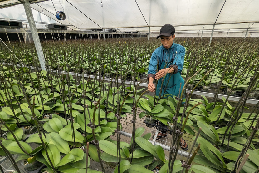 Nói đến mô hình trồng hoa lan tại Hà Nội, người chơi hoa không thể không nhắc đến vườn trồng hoa lan công nghệ cao của HTX Đan Hoài - Flora Việt Nam (Đan Phượng, Hà Nội).