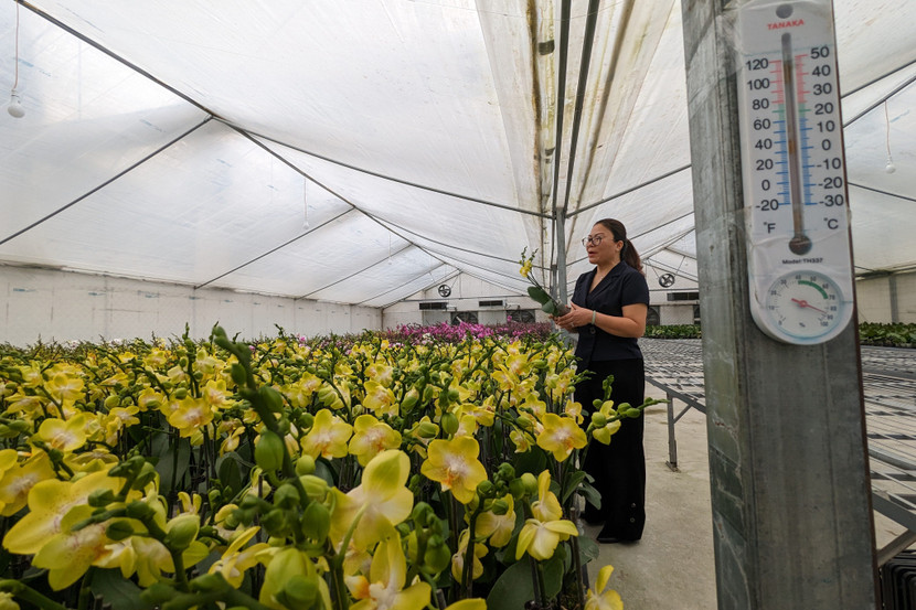 HTX đã làm chủ được quy trình trồng, chăm sóc và xử lý ra hoa hàng loạt đối với lan hồ điệp trong nhà kính; hệ thống nhà kính, nhà lưới hiện đại có thể chủ động sản xuất theo quy mô và phương thức công nghiệp đối với lan hồ điệp đạt chất lượng cao.