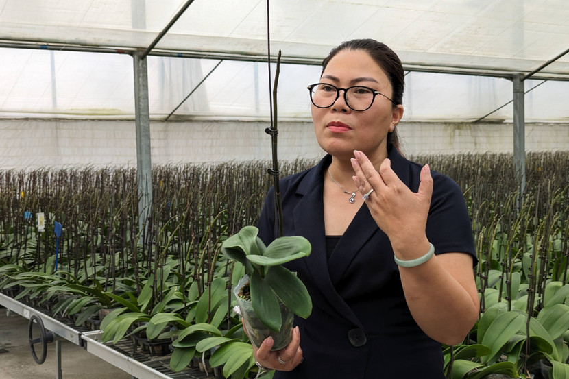 Bà Bùi Hường Bích - Giám đốc HTX Đan Hoài cho biết sau 19 năm, bà đã làm chủ công nghệ để giải vụ hoa lan. Có thể cho ra hoa mọi lúc.