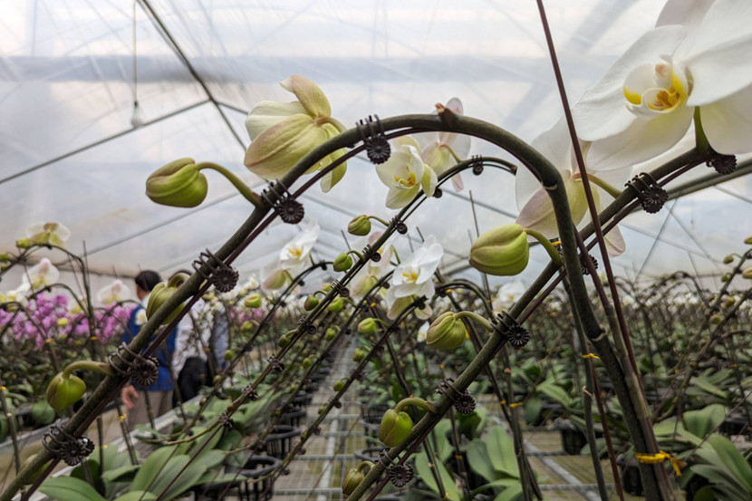 Bắt đầu từ sự chuyển đổi chăn nuôi gia súc sang trồng hoa, với sự tự nguyện góp đất, góp vốn của các thành viên, những nông dân thế hệ mới của Đan Hoài đã bắt đất “nở” hoa.