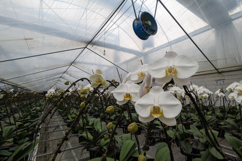 Là một trong những mô hình trồng hoa lan công nghệ cao đầu tiên của Hà Nội, Hợp tác xã Đan Hoài (Đan Phượng, Hà Nội) được coi là một hình mẫu của mô hình nông nghiệp đô thị hiện đại.