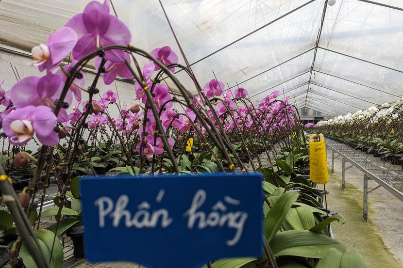 Nhờ sự đầu tư bài bản, khoa học, những năm qua, HTX Đan Hoài sản xuất trung bình khoảng 250.000 cây hoa các loại. Doanh thu đạt từ 4 - 5 tỷ đồng/năm, trừ chi phí sản xuất cho thu lãi hàng tỷ đồng,