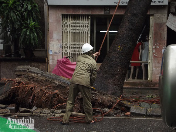 Hà Nội: Cây lớn bật gốc đổ vào nhà dân ảnh 3