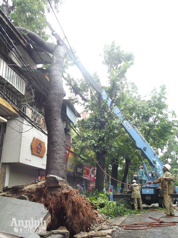 Hà Nội: Cây lớn bật gốc đổ vào nhà dân ảnh 4