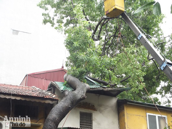 Hà Nội: Cây lớn bật gốc đổ vào nhà dân ảnh 1