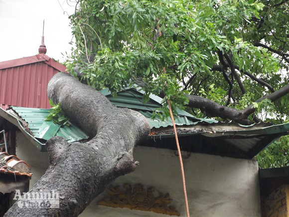 Hà Nội: Cây lớn bật gốc đổ vào nhà dân ảnh 2