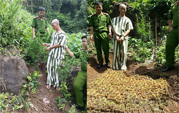 Phát hiện, xử lý nhiều điểm trồng cây cần sa trái phép ảnh 1