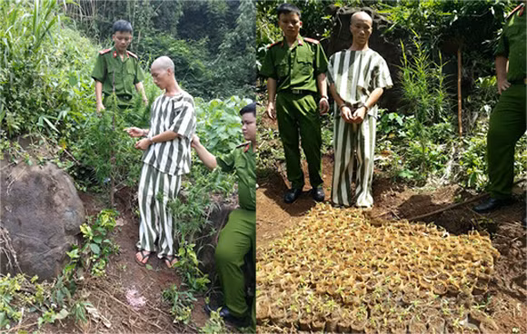 Phát hiện, xử lý nhiều điểm trồng cây cần sa trái phép ảnh 1