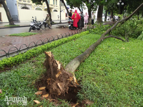 Hà Nội: Cây lớn bật gốc đổ vào nhà dân ảnh 7