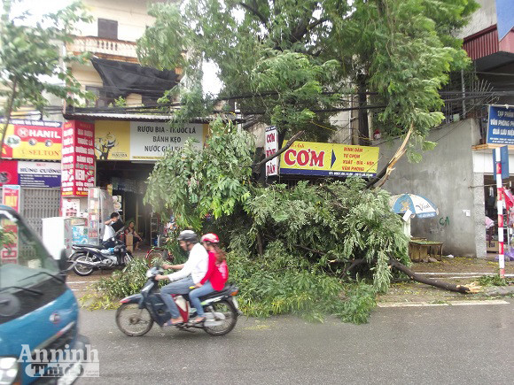 Hà Nội: Cây lớn bật gốc đổ vào nhà dân ảnh 5