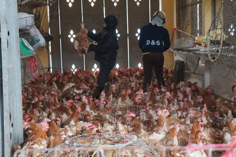 Hà Nội yêu cầu tăng cường năng lực quản lý, kiểm soát dịch bệnh động vật và đảm bảo an toàn thực phẩm có nguồn gốc động vật Hà Nội yêu cầu tăng cường năng lực quản lý, kiểm soát dịch bệnh động vật và đảm bảo an toàn thực phẩm có nguồn gốc động vật