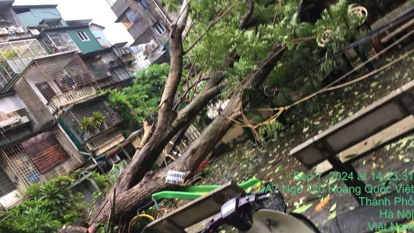 Gần 3.000 cây xanh ở Hà Nội bị đổ, gãy