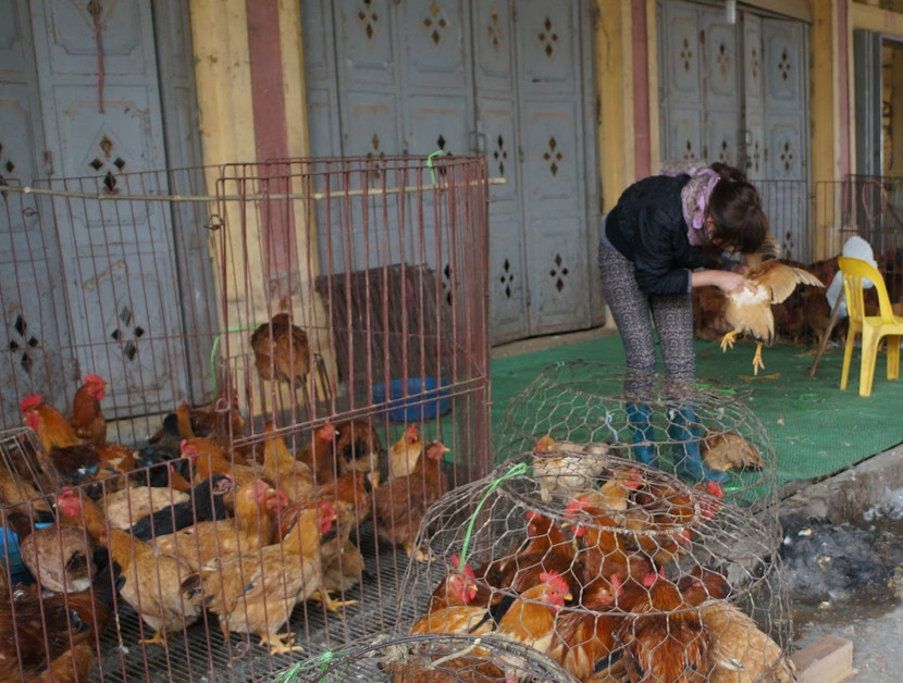 UBND TP Hà Nội yêu cầu các quận, huyện, thị xã xử lý nghiêm các trường hợp giấu dịch bệnh gia súc, gia cầm; chậm báo cáo làm lây lan dịch bệnh. UBND TP Hà Nội yêu cầu các quận, huyện, thị xã xử lý nghiêm các trường hợp giấu dịch bệnh gia súc, gia cầm; chậm báo cáo làm lây lan dịch bệnh.