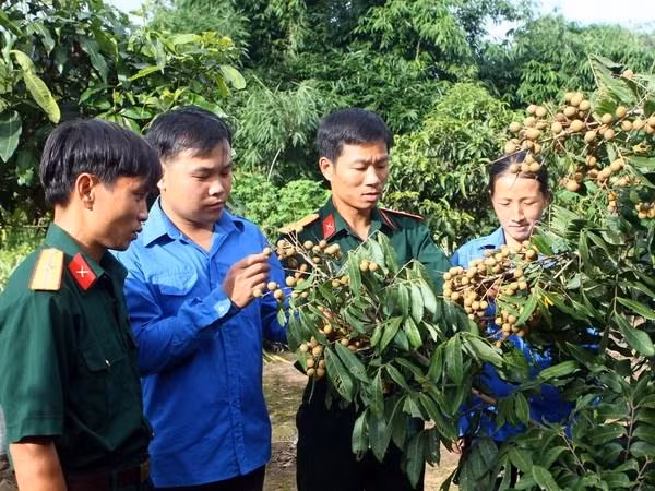 Cán bộ Đoàn kinh tế Quốc phòng 379 Điện Biên và các trí thức trẻ trao đổi kinh nghiệm trồng và chăm sóc các giống cây Cán bộ Đoàn kinh tế Quốc phòng 379 Điện Biên và các trí thức trẻ trao đổi kinh nghiệm trồng và chăm sóc các giống cây