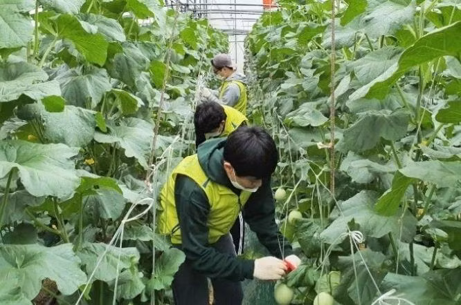 Lao động EPS hết hạn hợp đồng được chuyển đổi là lao động làm việc trong ngành nông nghiệp