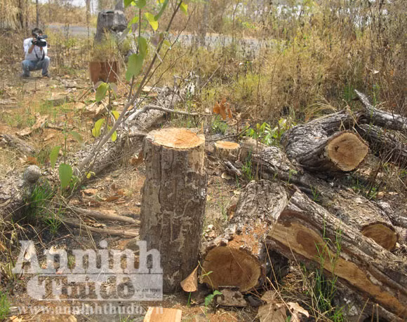 Rừng phòng hộ Ea Súp bị tàn phá