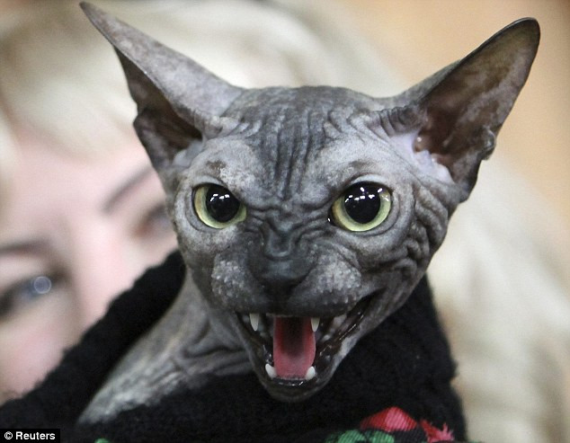 Vẻ mặt đáng sợ của mèo Don