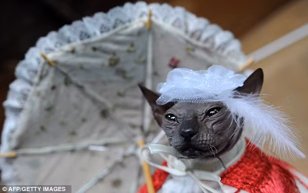 Vẻ mặt đáng sợ của mèo Don