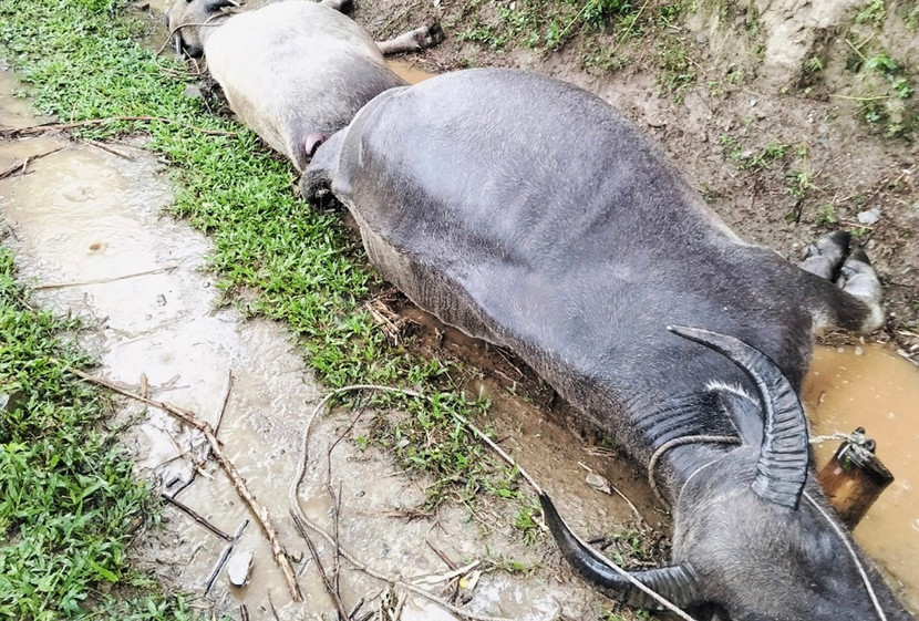 Trâu bị sét đánh chết
