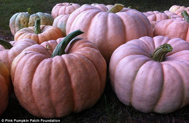 Trồng bí ngô màu hồng để gây quỹ nghiên cứu bệnh ung thư vú ảnh 1