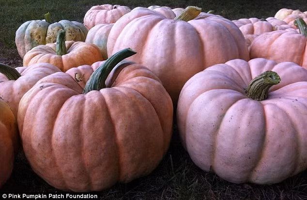 Trồng bí ngô màu hồng để gây quỹ nghiên cứu bệnh ung thư vú ảnh 1