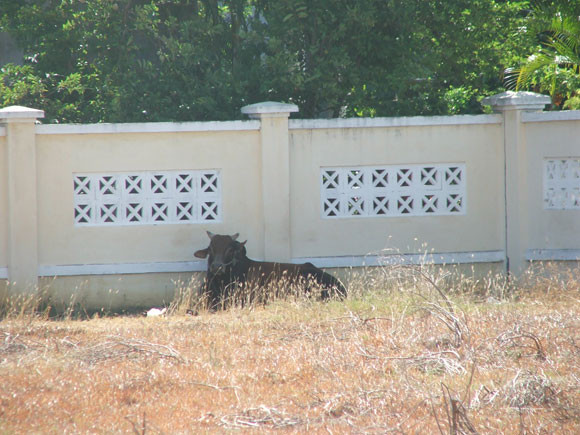 Xây sân vân động tiền tỉ chỉ để... nhốt bò ảnh 1