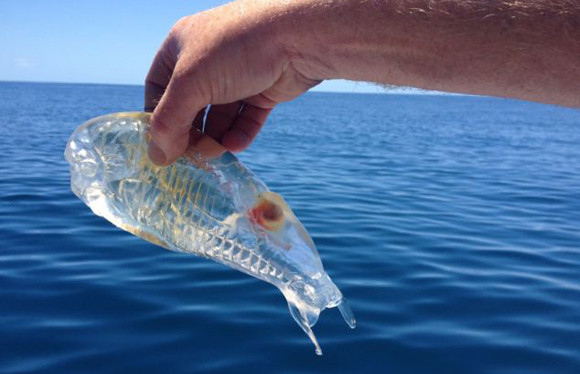 Phát hiện sinh vật trong suốt như thạch ở biển ảnh 1