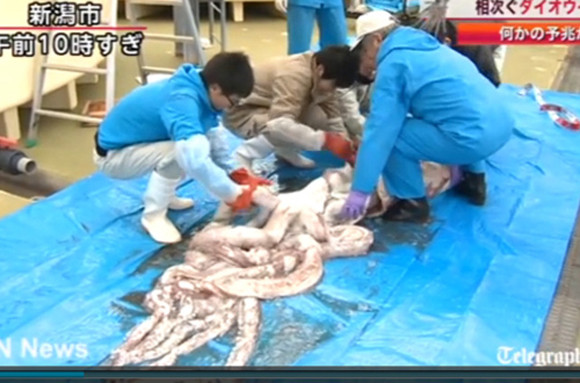 Mực ống khổng lồ nặng 150kg sa lưới ảnh 1