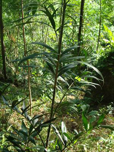 Những chiếc bánh chưng có cách làm "không giống ai" ảnh 1 Những chiếc bánh chưng có cách làm "không giống ai" ảnh 1