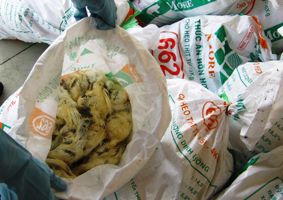 Bắt xe tải chở gia cầm bẩn trên đường đi tiêu thụ ảnh 1