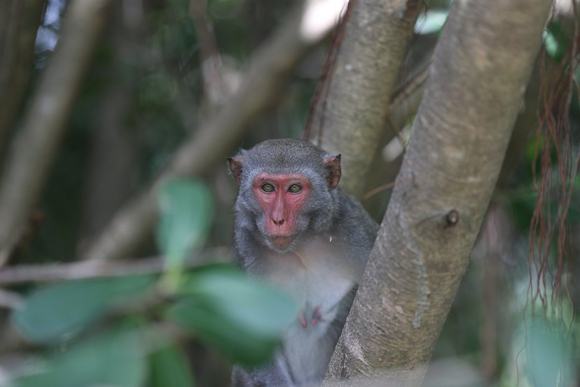 Một chú khỉ tinh nghịch "theo dõi" giải đấu Một chú khỉ tinh nghịch "theo dõi" giải đấu