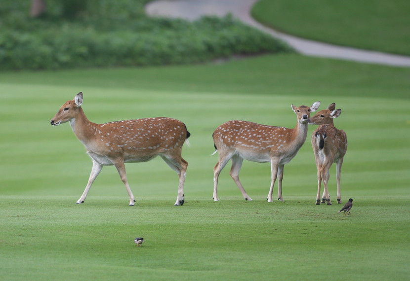 Những "khán giả" đặc biệt tại Vinpearl Golf Nha Trang Những "khán giả" đặc biệt tại Vinpearl Golf Nha Trang