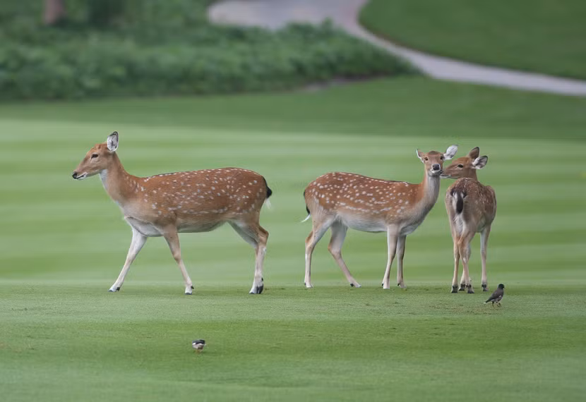 Những "khán giả" đặc biệt tại Vinpearl Golf Nha Trang