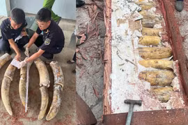 Hải quan Quy Nhơn triệt phá vụ vận chuyển hơn 1,2 tấn ngà voi và xương động vật quý hiếm