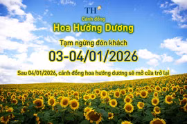 Cánh đồng hướng dương TH tạm đóng cửa ngày 3-4/1/2026