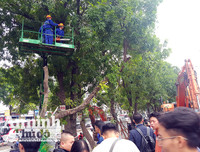 Hà Nội: Mời người dân cùng giám sát việc đánh chuyển 1.159 cây xanh trên đường Phạm Văn Đồng