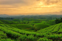 Đắm say với vẻ đẹp bất tận ở đồi chè Long Cốc