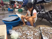 Chợ cá Nghi Thuỷ hút khách mùa du lịch biển