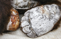 Nga triệt phá một đường dây buôn bán hàng tấn tay gấu và các bộ phận động vật quý hiếm